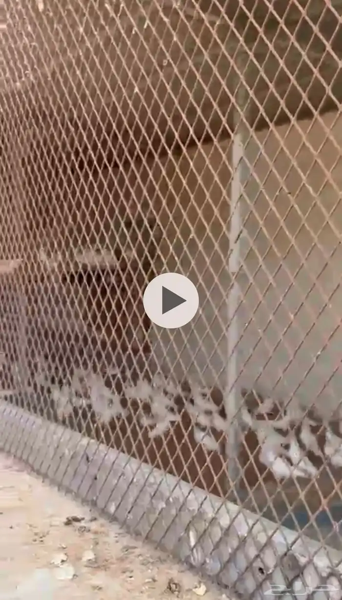 حمام فرنسي ابيض منتج للبيع 0