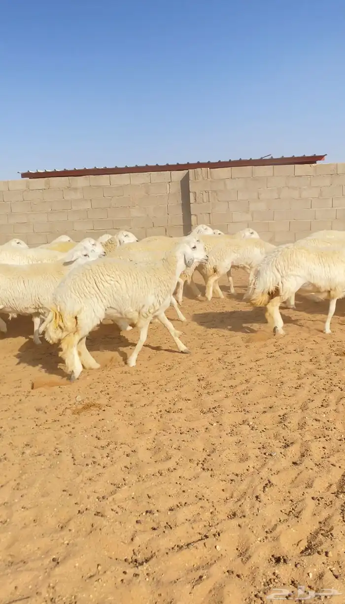 رخال حريات حرش جذعات خوات بعض صنف الصنف 40( تم البيع ) 15