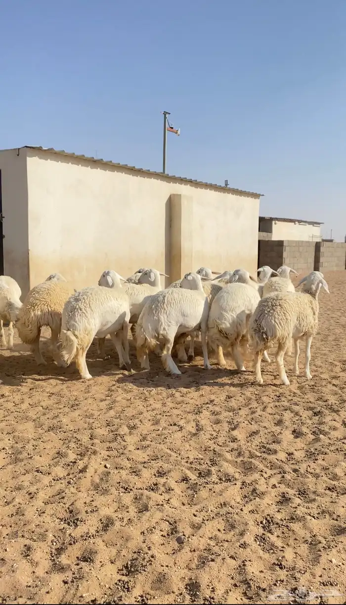 رخال حريات حرش جذعات خوات بعض صنف الصنف 40( تم البيع ) 4