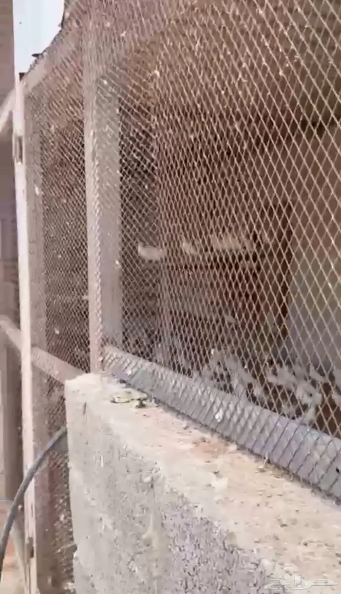 حمام فرنسي ابيض منتج للبيع 1