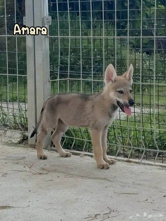 إعلان خاص  جراء الذئب التشيكوسلوفاكي جاهزة للاستيراد 7