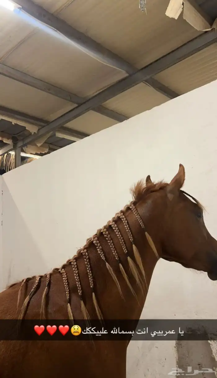 مهر مكس جمال 1