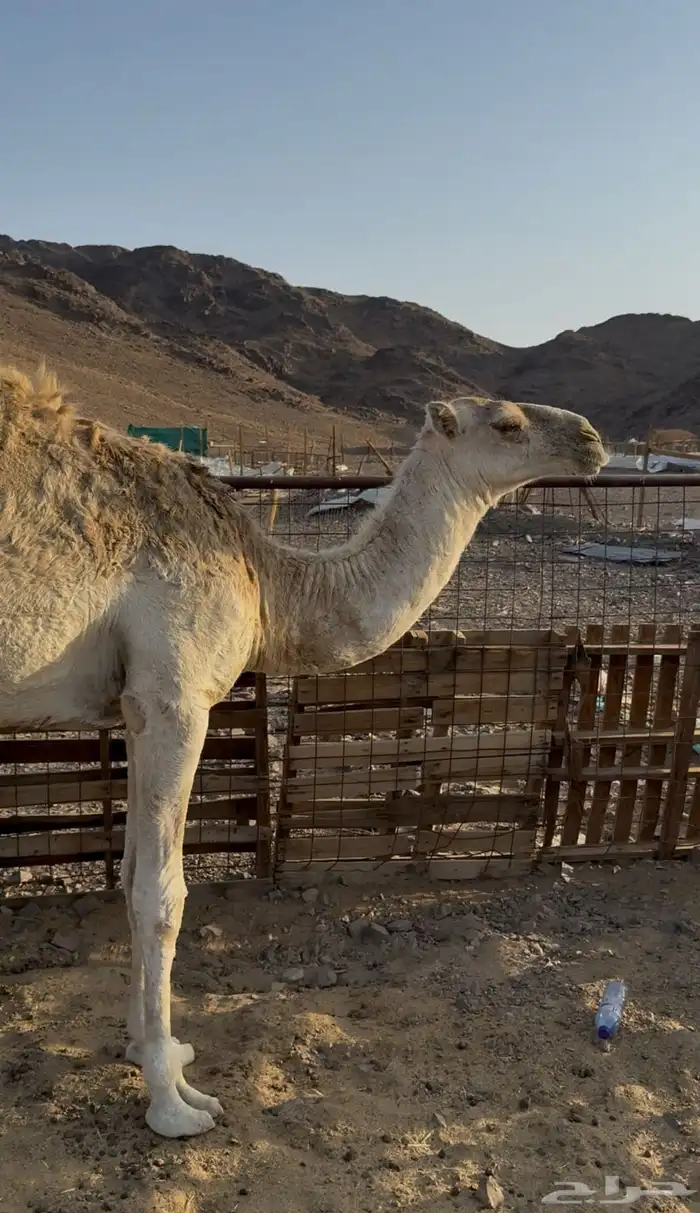 بكره وضحاء طيبه 0