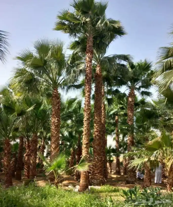 نخل واشنطني زينه 2