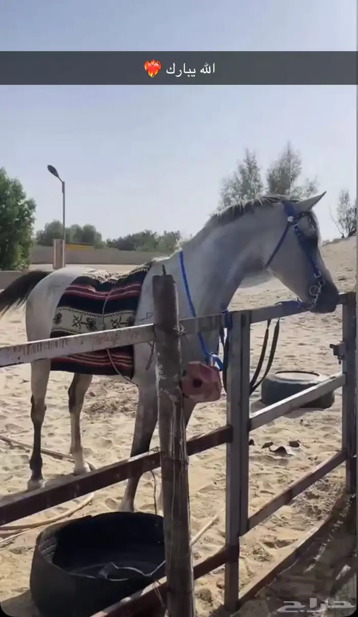 حصان شعبي 0