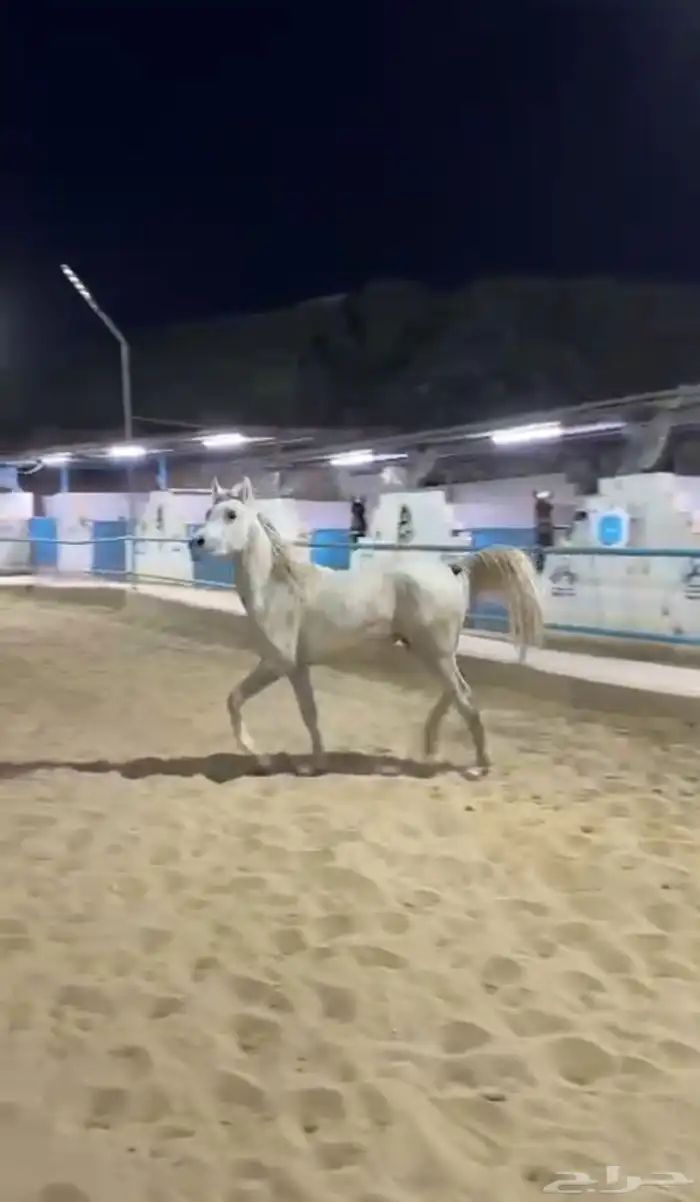 مهرة خط جمال 0