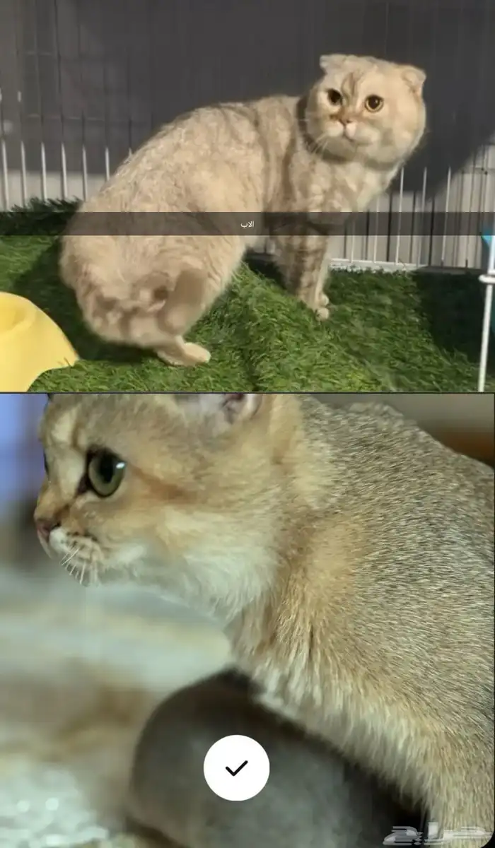 البيع كيتن سكوتش فولد 3
