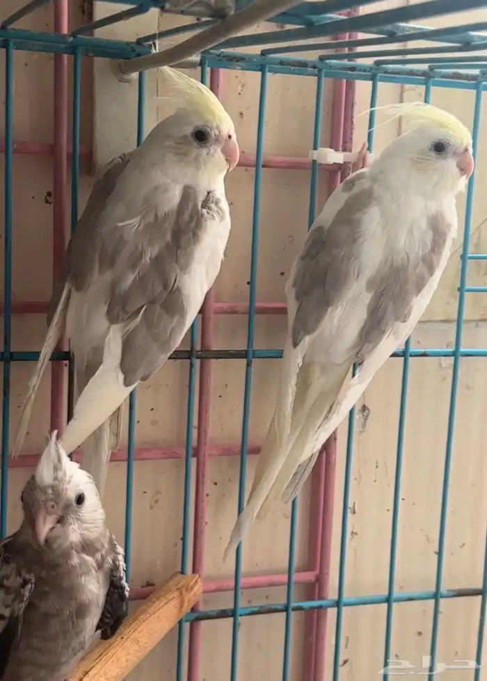 ذكور كروان 9