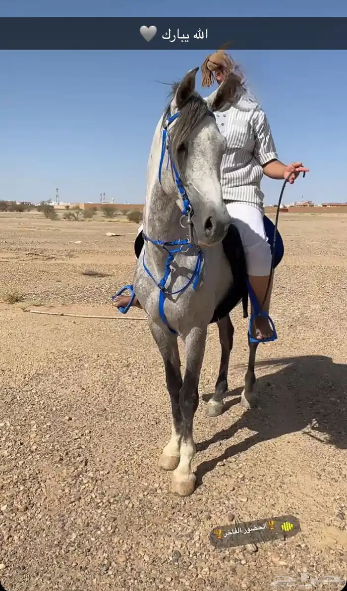 حصان شعبي 2