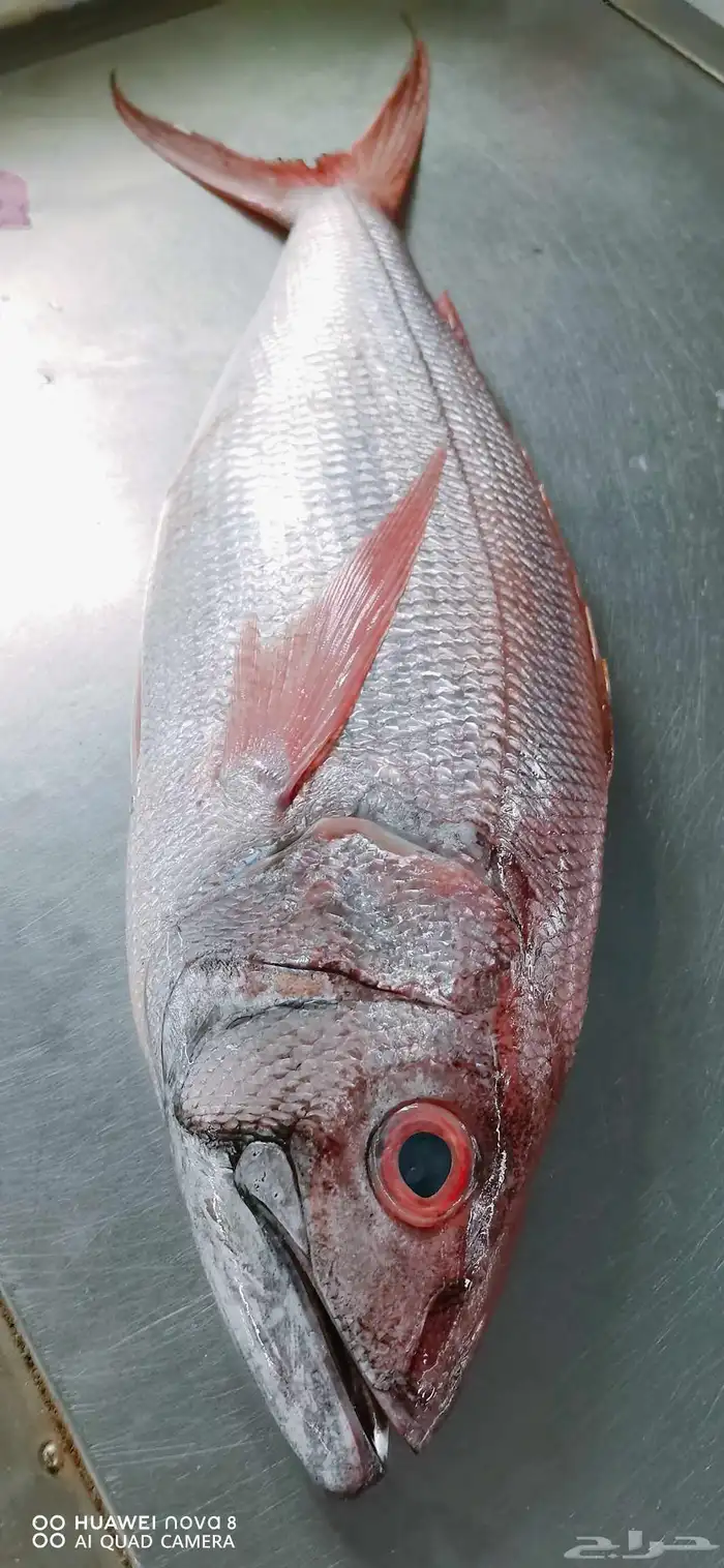 اسماك طازجة 15