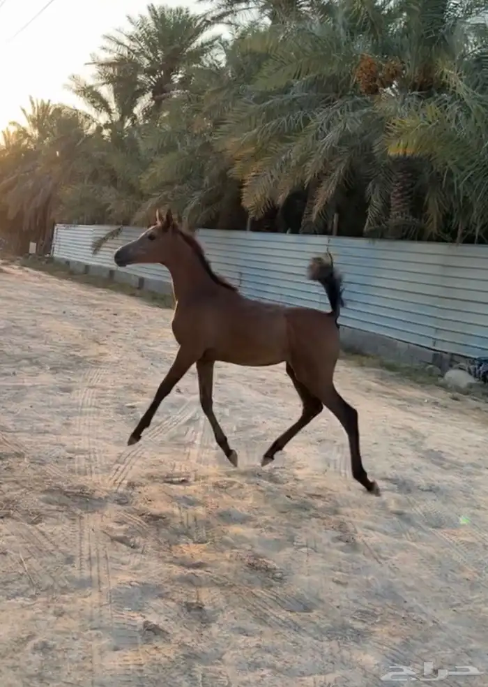 للبيع مهره شعبيه 1