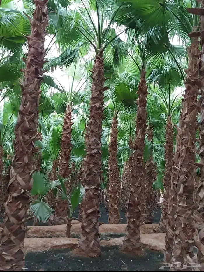 نخل واشنطني زينه 5