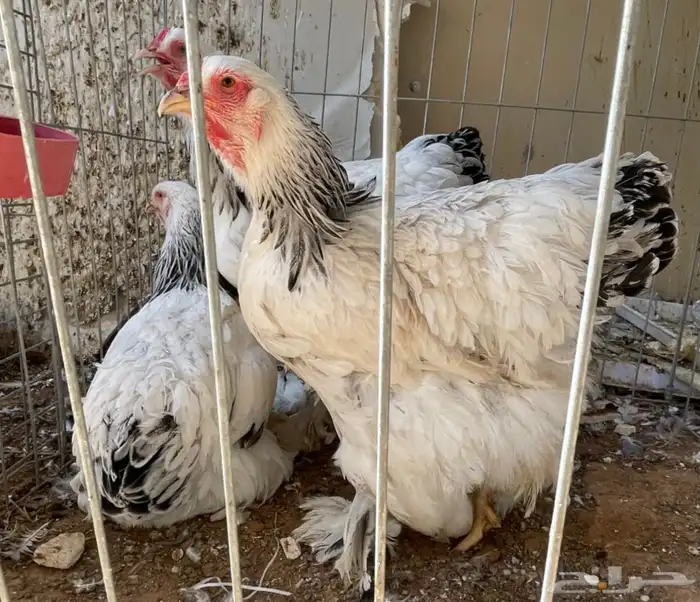 براهما 0