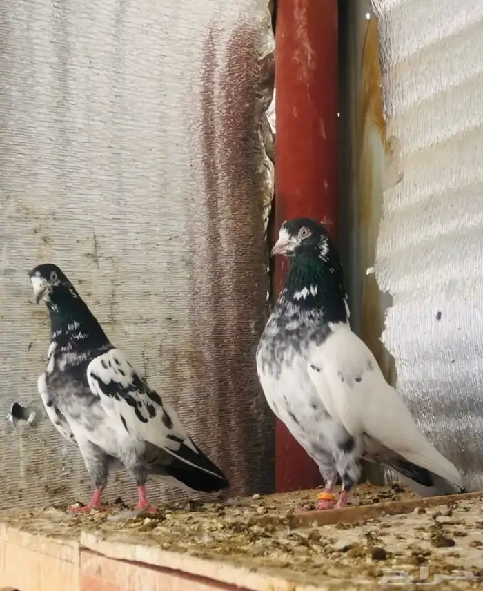 تم البيع جوز تيدي أساس 2