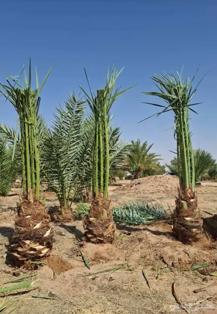 مشاءالله تبارك الله نخل طيب مثمر وزينه 4