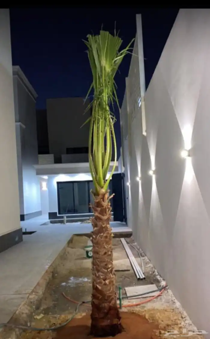 مشاءالله تبارك الله نخل طيب مثمر وزينه 0