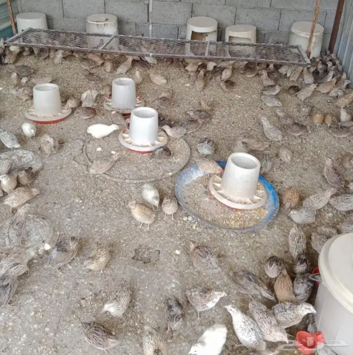 عرض بيع سمان كبار 4