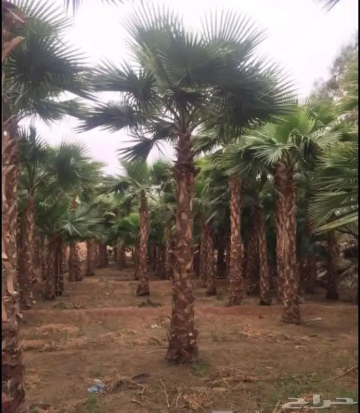 نخل واشنطني زينه 6