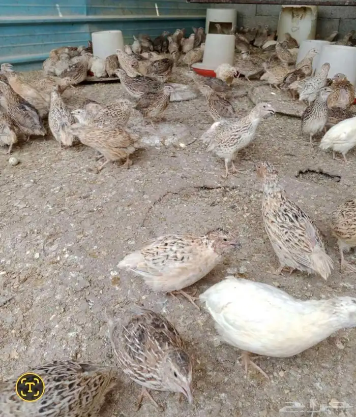 عرض بيع سمان كبار 0