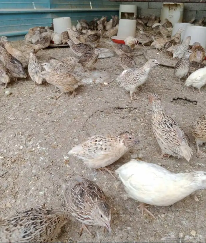 عرض بيع سمان كبار 3