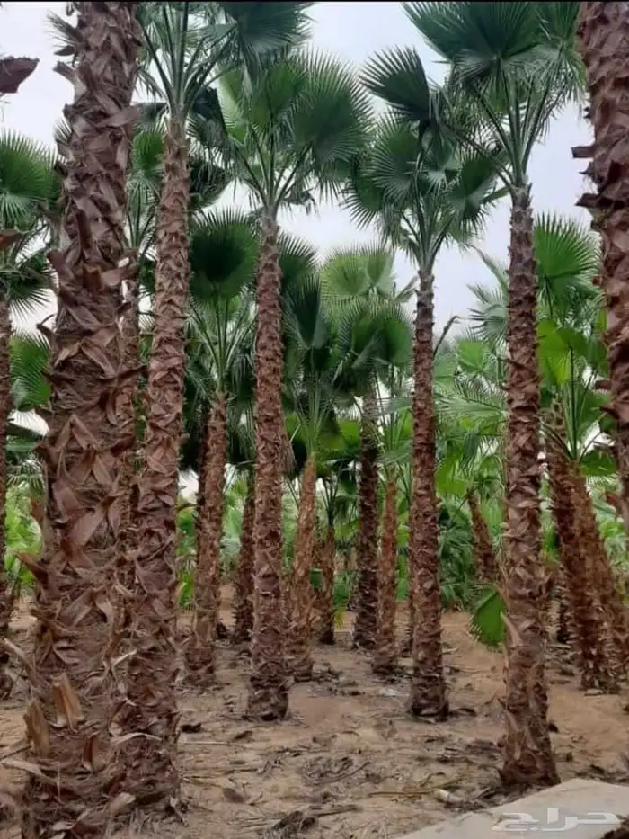 نخل واشنطني زينه 28