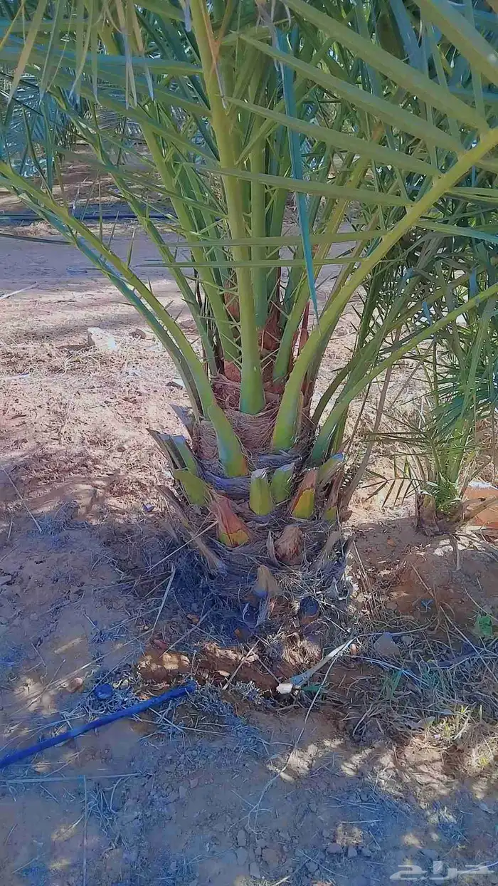 نخل فروخ وجثايث القصيم نخل طيب سعرنا معقول 1