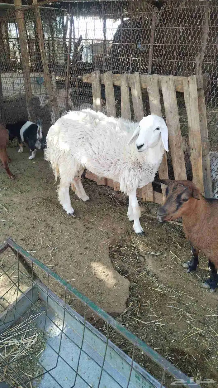 تم اابيع جذعه حريه الحال طيبه بكر 0