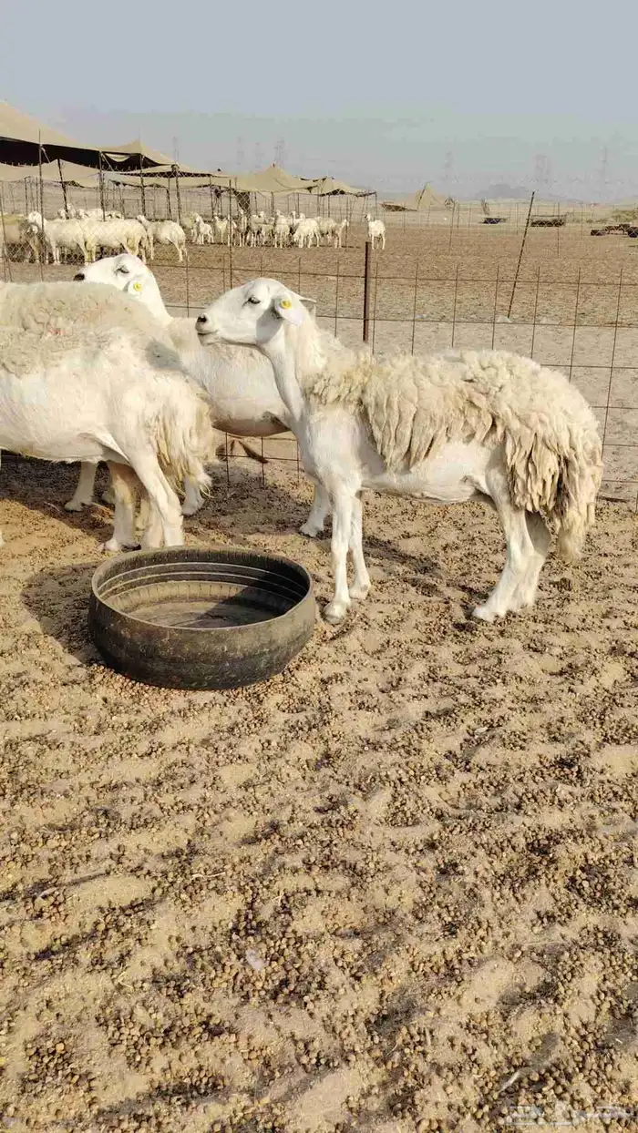 غنم حريات حرش ووبره ملكية 8