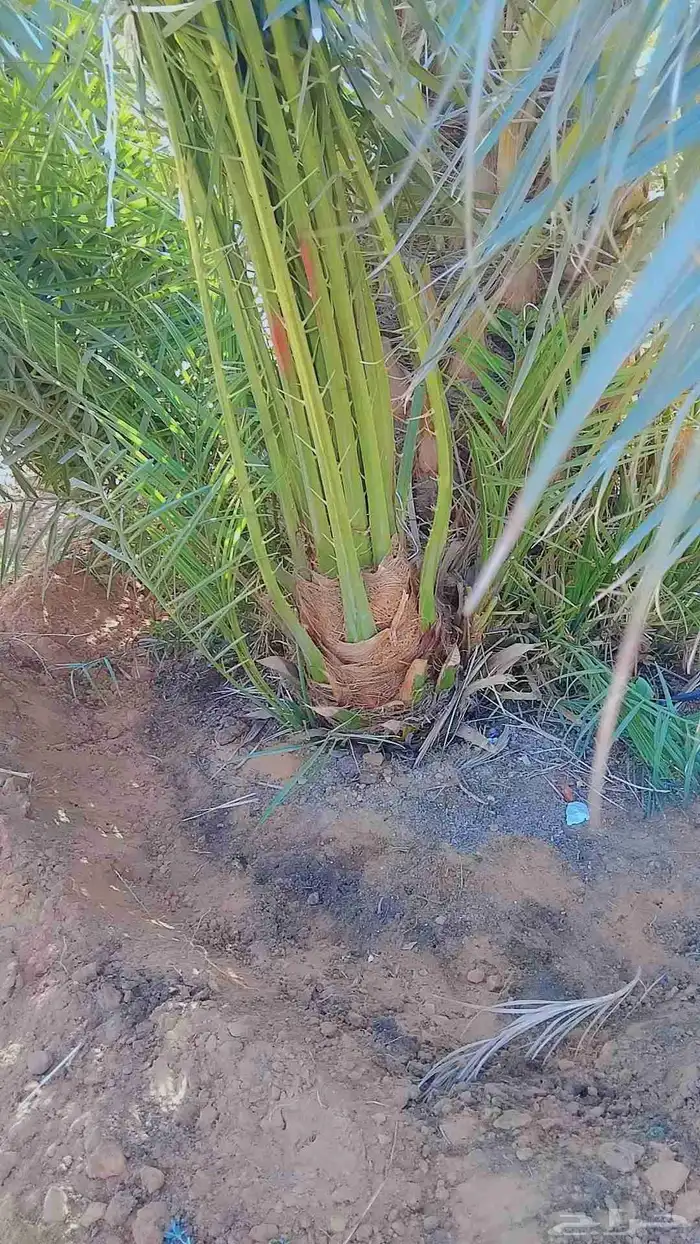 نخل فروخ وجثايث القصيم نخل طيب سعرنا معقول 0