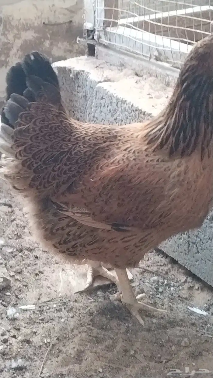 ديوك فرنسي بيور 5 5