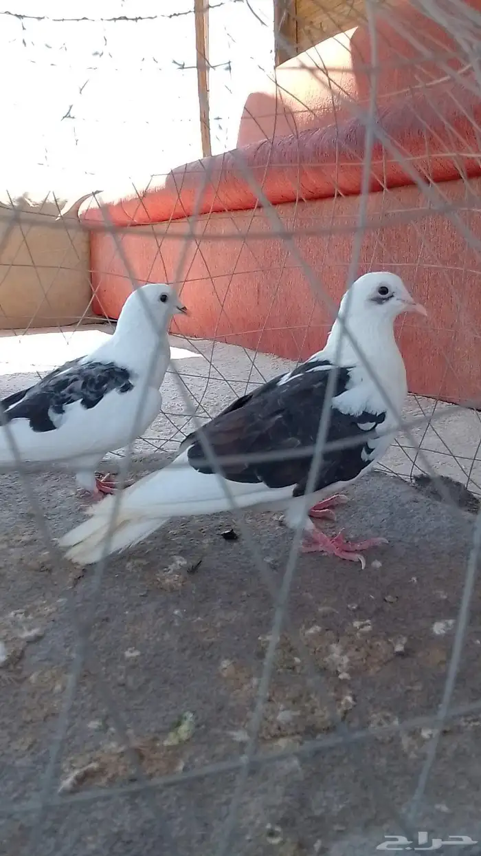مجموعه حمام زينه 3