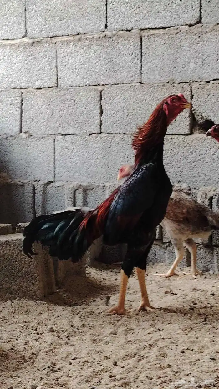 طقم برازيلي فاخر 2