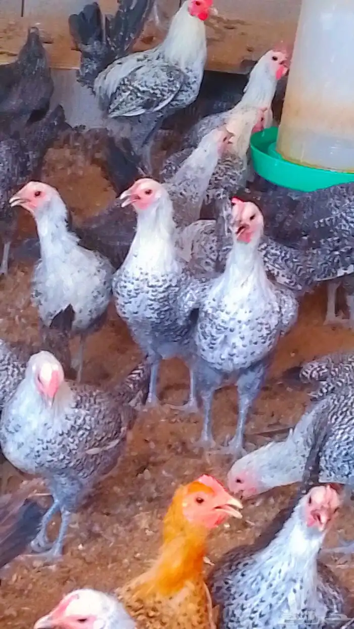 دجاج فيومي شبابي بياض دم صافي 1