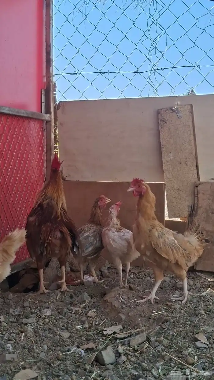 دجاج بلدي 2