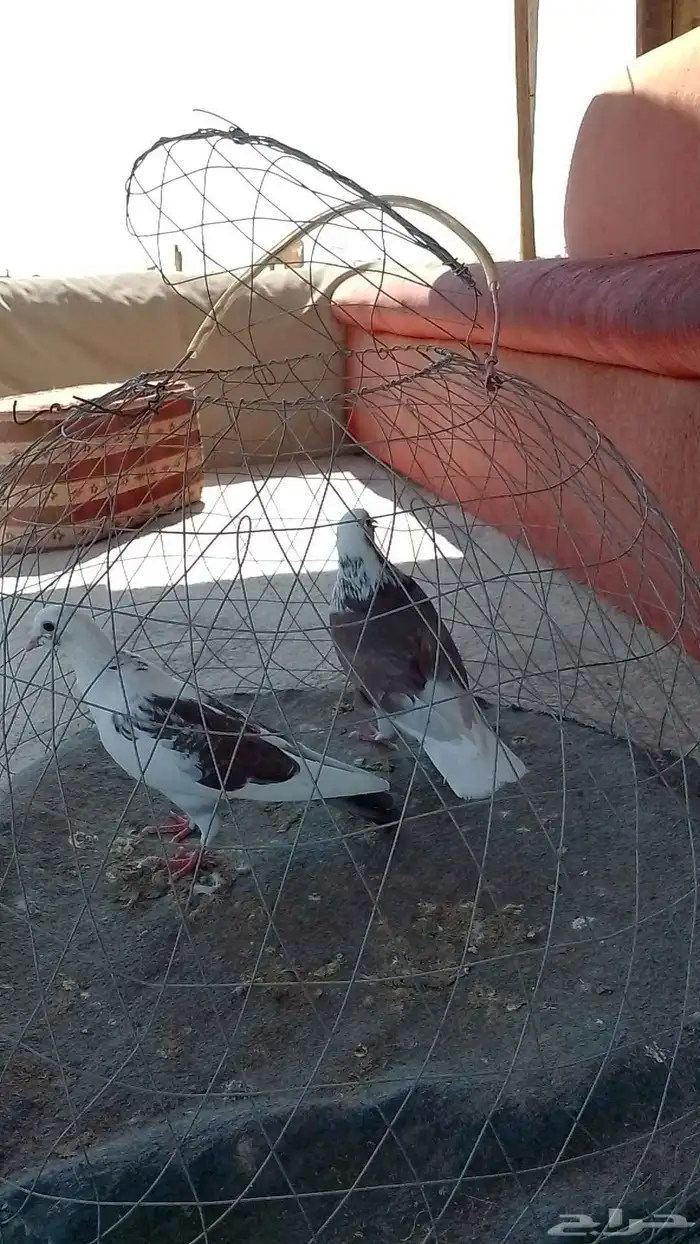 مجموعه حمام زينه 2