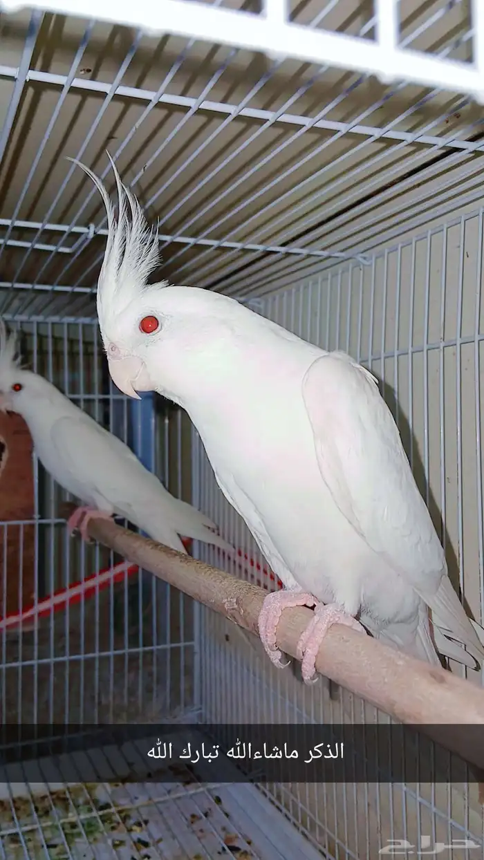 زوج كروان البينو عيون حمراء منتج شرط 0