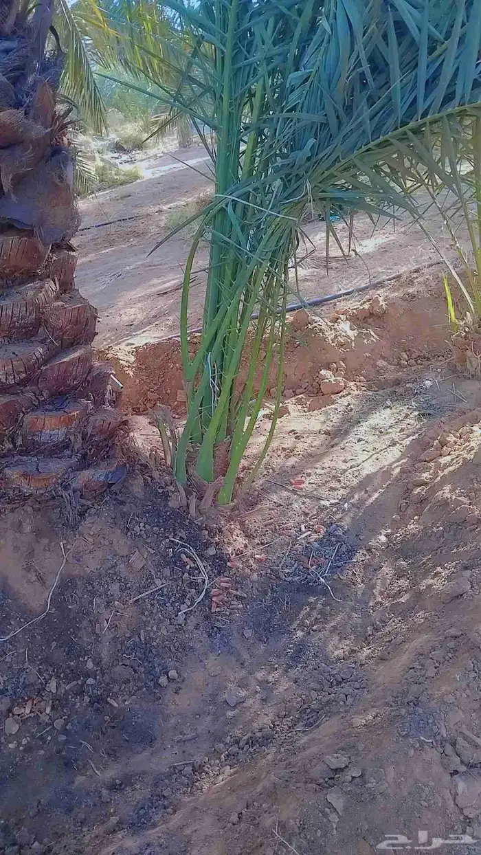 نخل فروخ وجثايث القصيم نخل طيب سعرنا معقول 4
