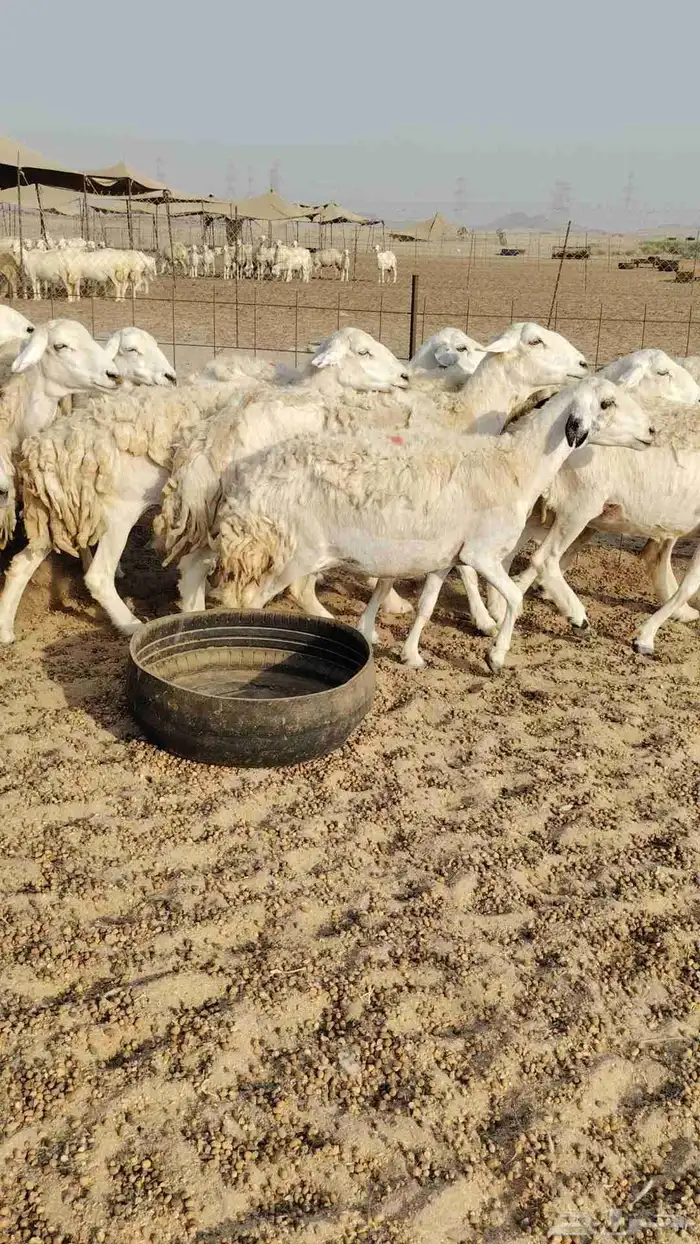 غنم حريات حرش ووبره ملكية 4