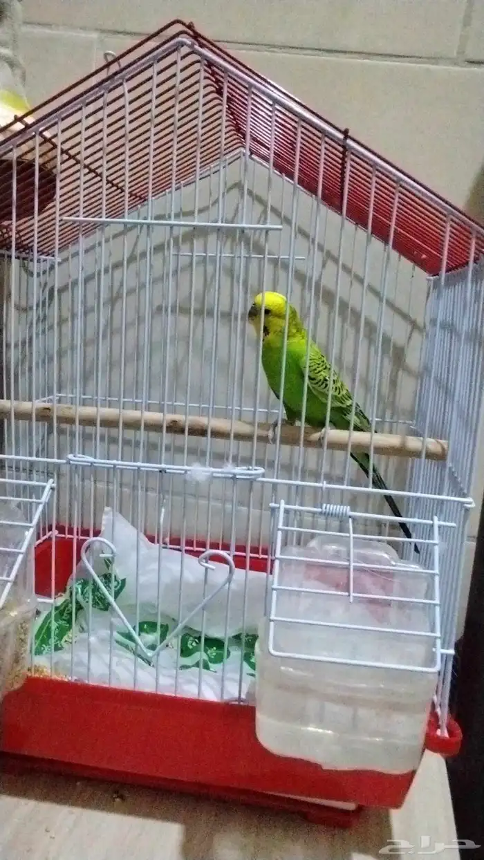 الباجي 2