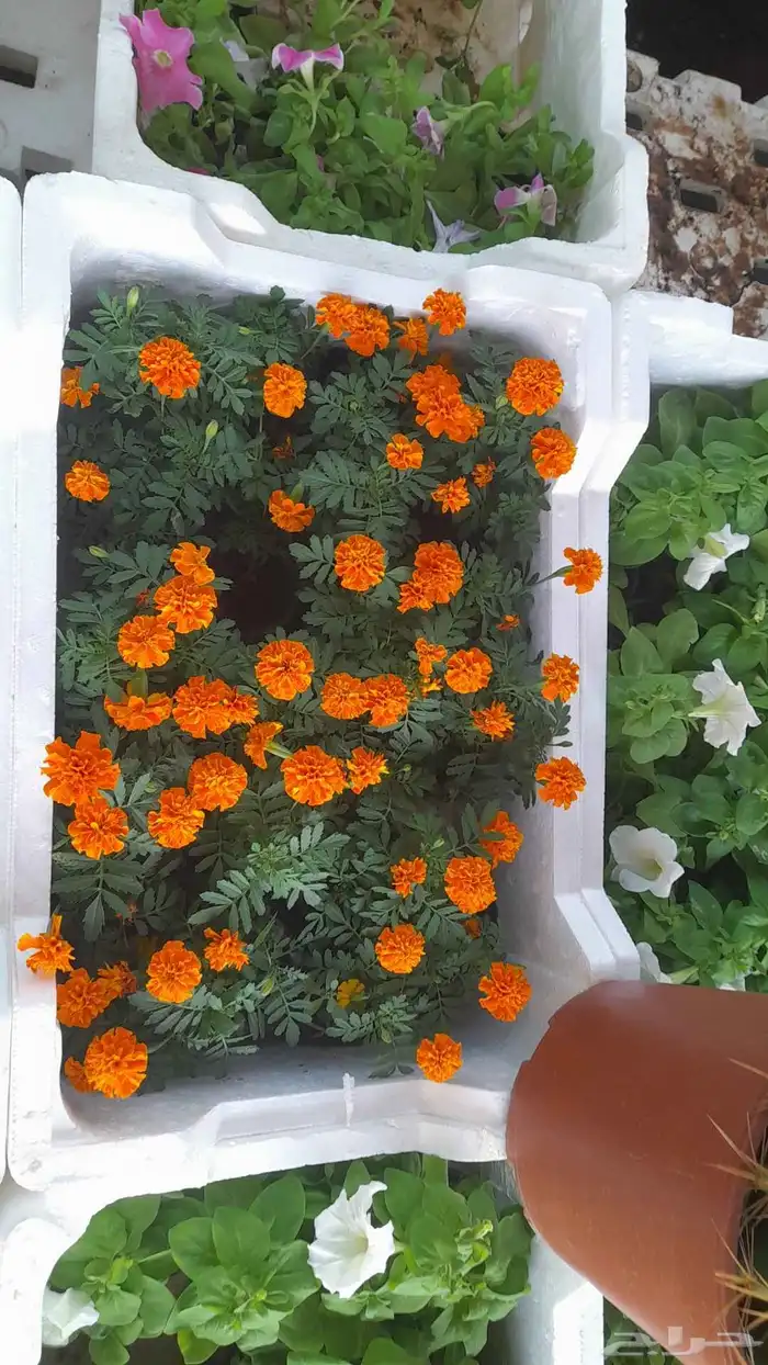 منسق حديق وتركيب جميع شبكات الري العادي والاتمتك 6