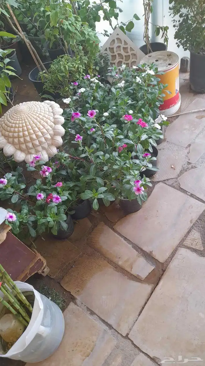 منسق حديق وتركيب جميع شبكات الري العادي والاتمتك 2