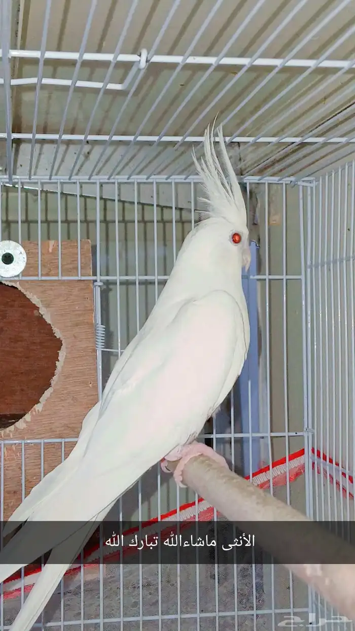 زوج كروان البينو عيون حمراء منتج شرط 3