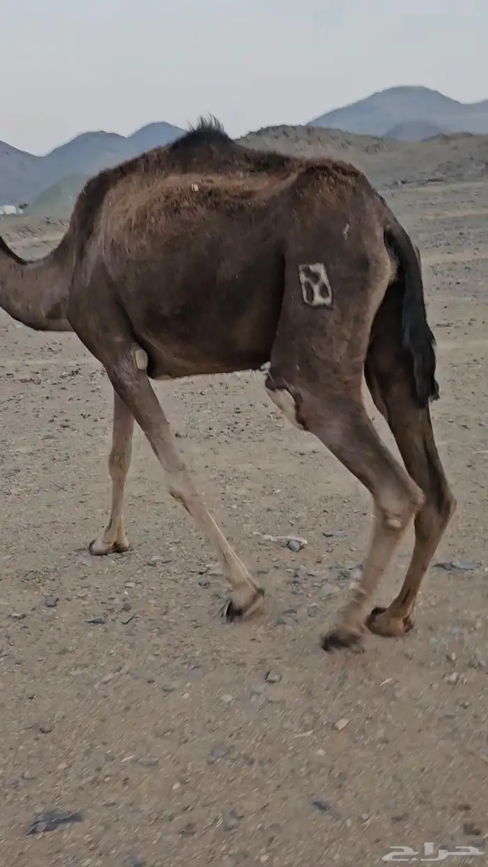 ناقه عادي تم البيع 2