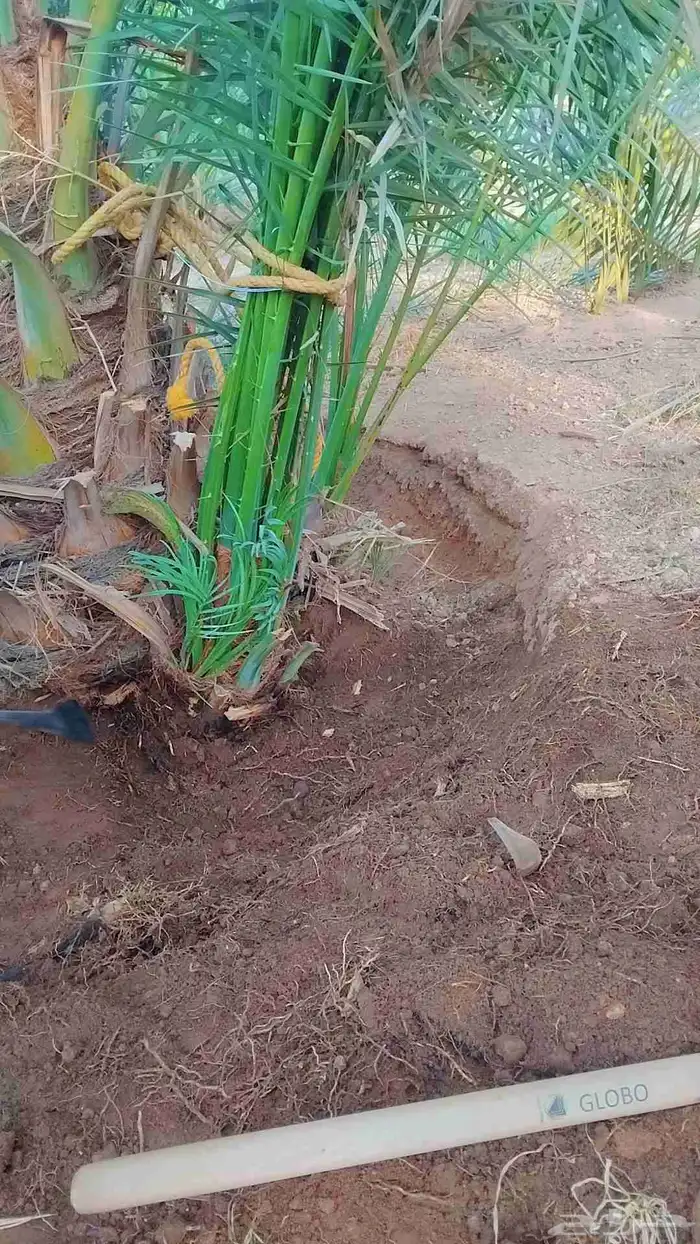 نخل فروخ وجثايث القصيم نخل طيب سعرنا معقول 2