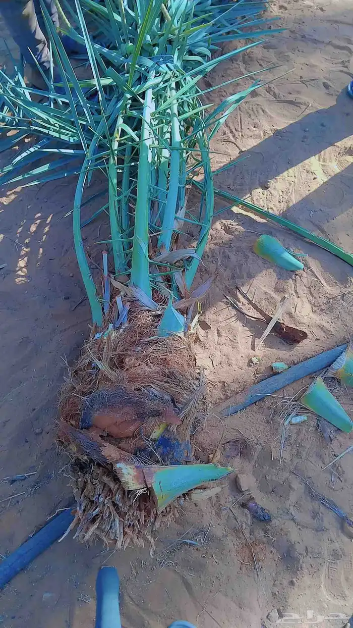 نخل فروخ وجثايث القصيم نخل طيب سعرنا معقول 3