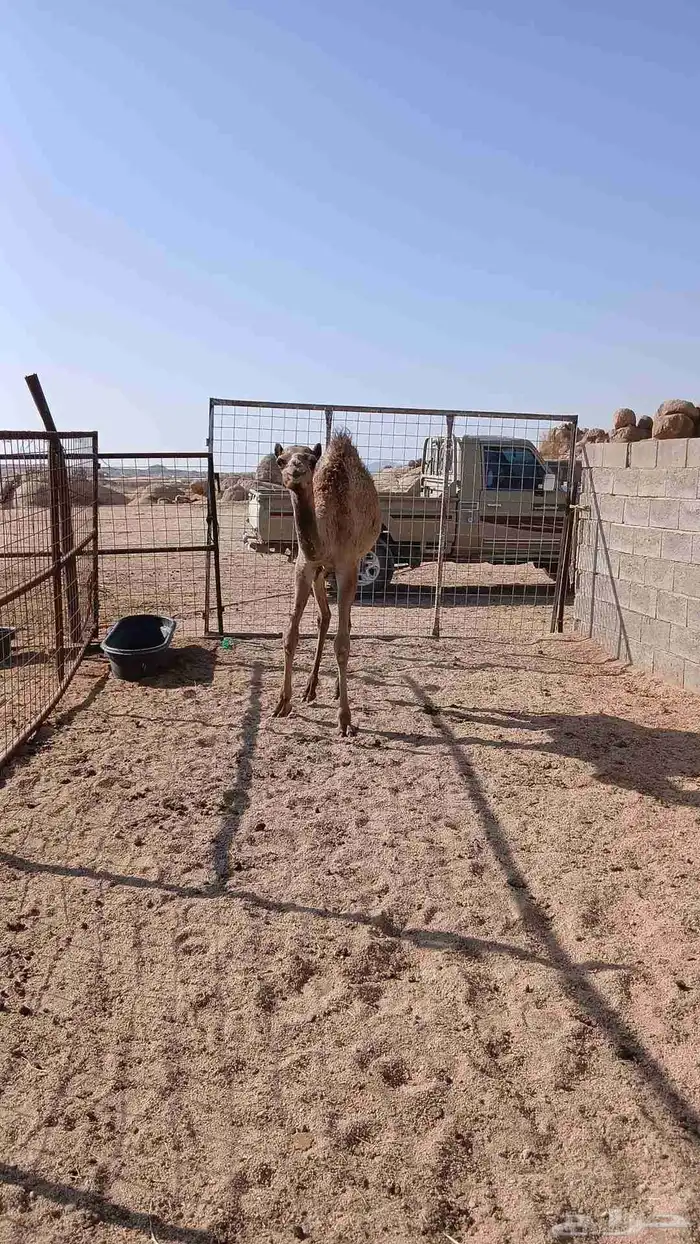 بكره للبيع ابوه ولد طريف ازراع 2