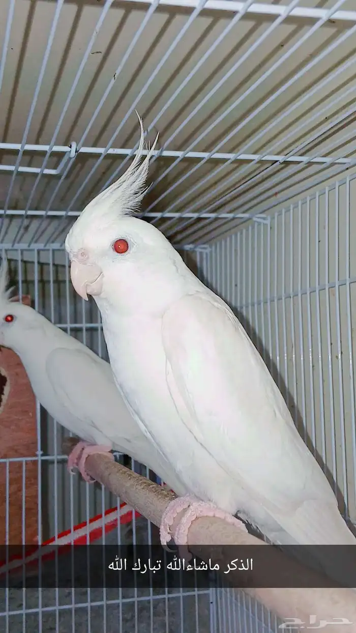 زوج كروان البينو عيون حمراء منتج شرط 1