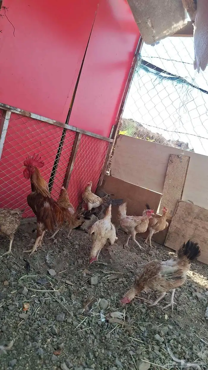 دجاج بلدي 1