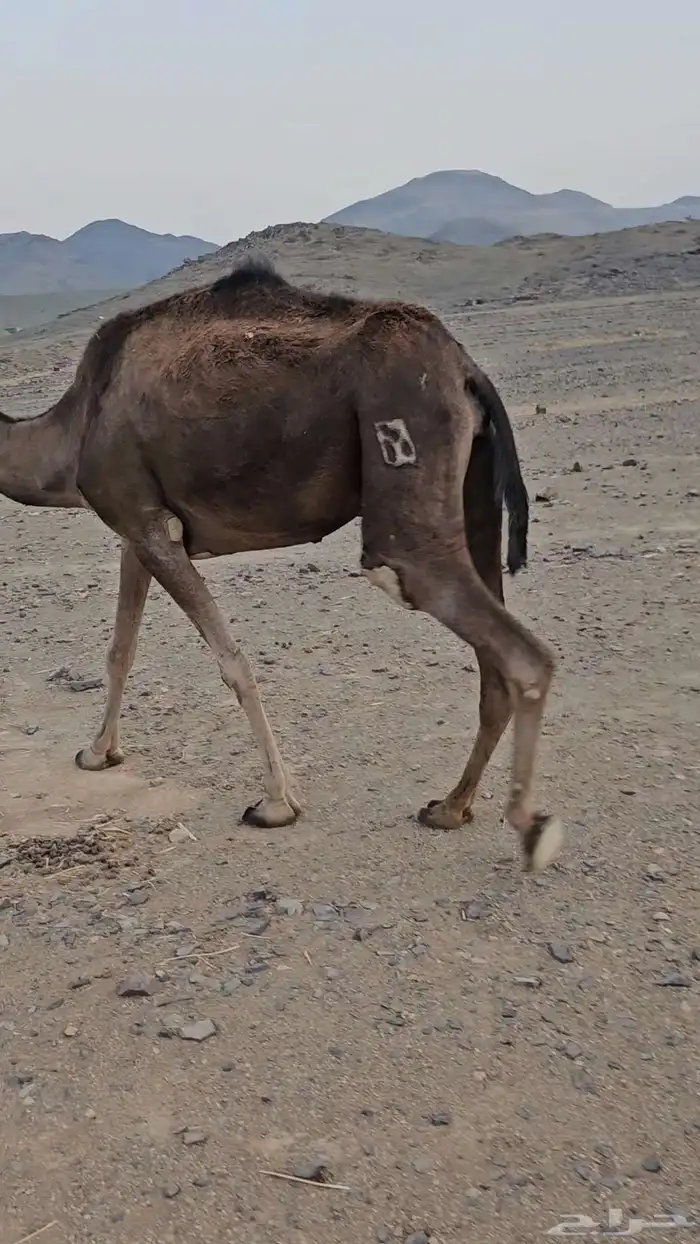 ناقه عادي تم البيع 1