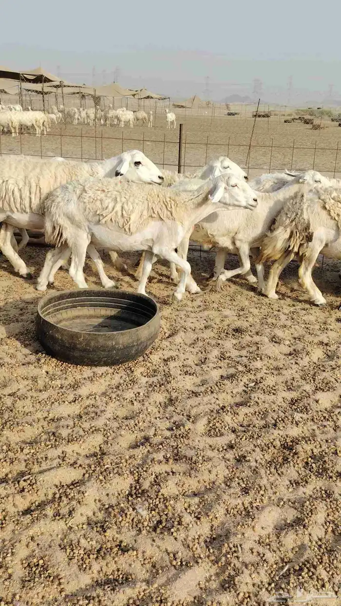 غنم حريات حرش ووبره ملكية 7
